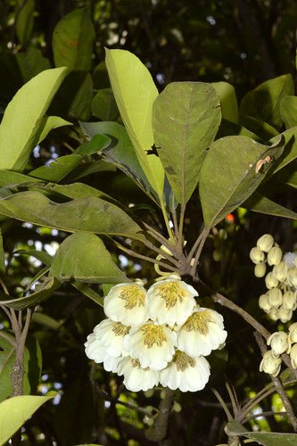 Kuranda Quandong (Elaeocarpus bancroftii) - Ladybird Nursery