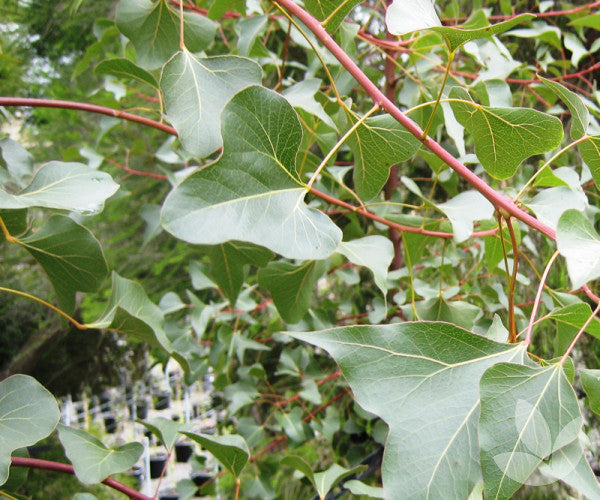 Kurrajong (Brachychiton populneus)