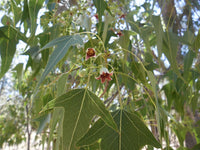 Kurrajong ssp trilobus (Brachychiton populneus) - Ladybird Nursery