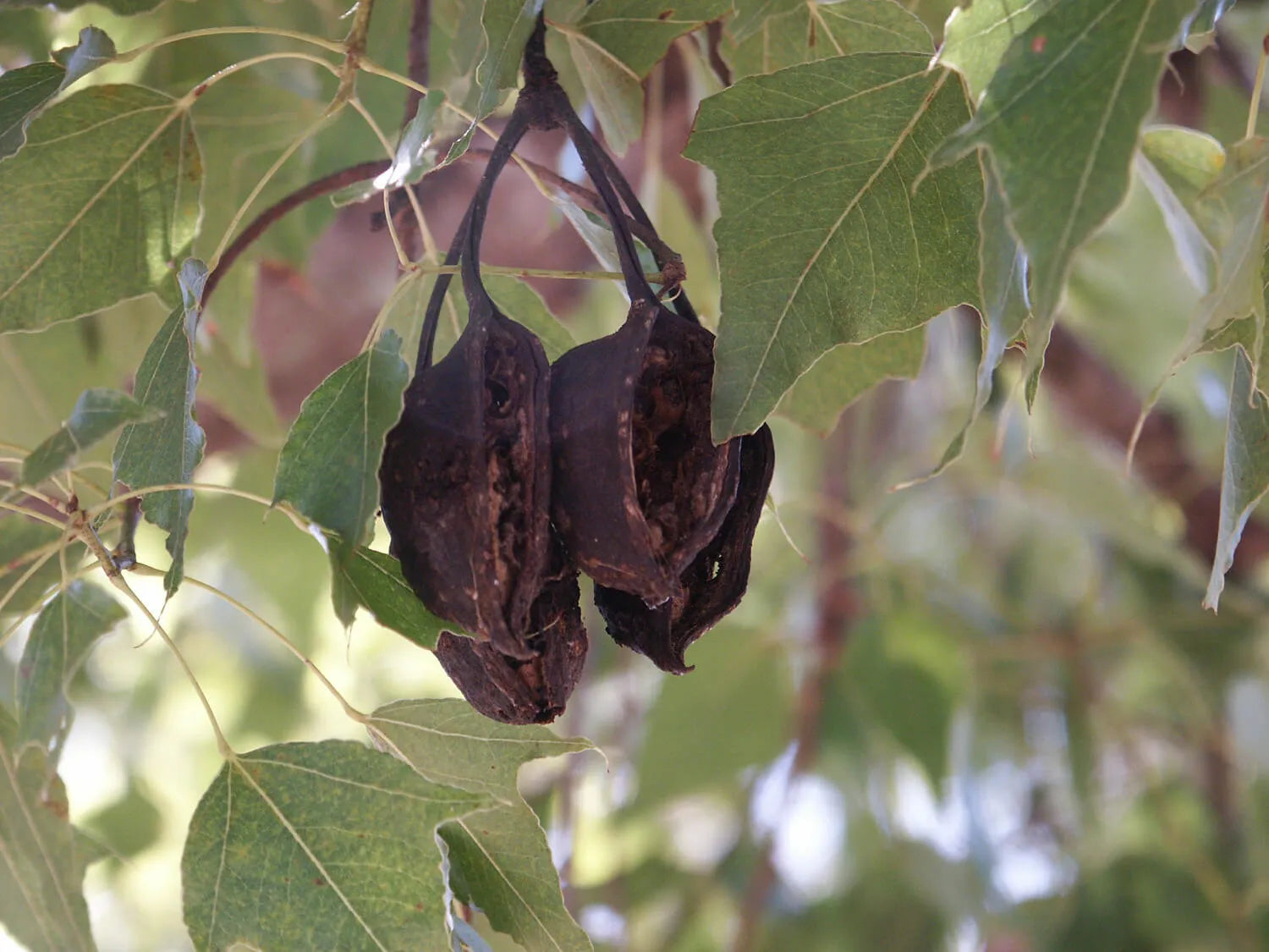 Kurrajong ssp trilobus (Brachychiton populneus)