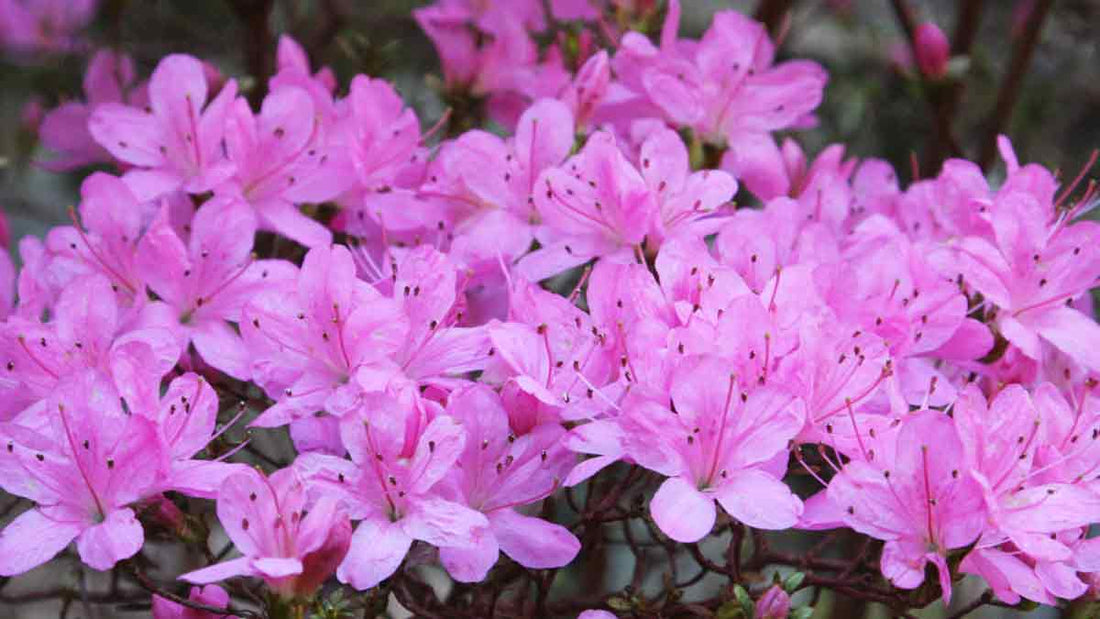 Azalea Asawa - Ladybird Nursery