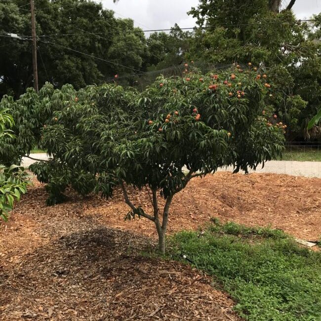 Kwai Muk Richmond - Ladybird Nursery