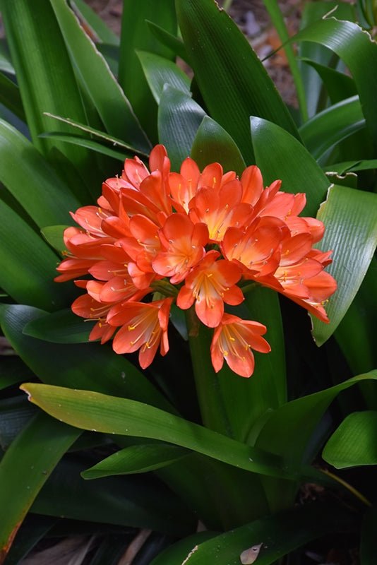 Bush Lily Mixed (Clivia miniata) - Ladybird Nursery