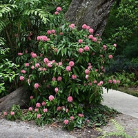 Brazilian Plume Flower (Justicia floribunda) - Ladybird Nursery