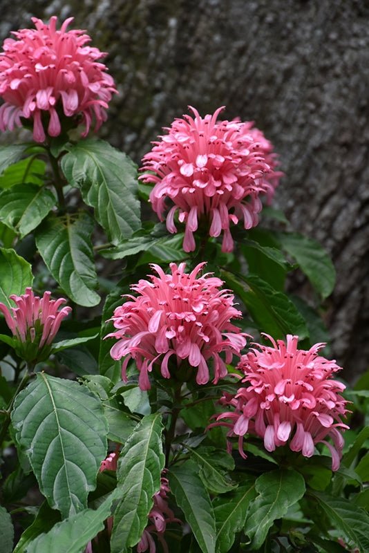Brazilian Plume Flower (Justicia carnea) - Ladybird Nursery