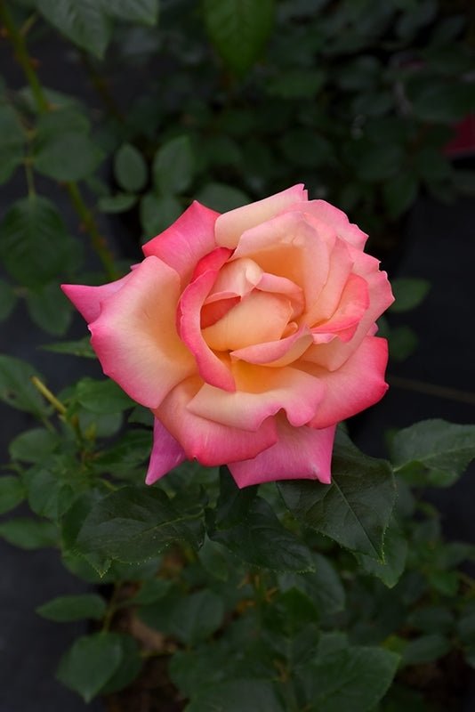 Rose Chicago Peace (Rosa) - Ladybird Nursery