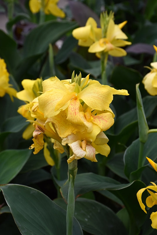 Canna Tropical Yellow (Canna)