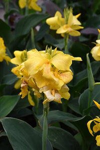 Canna Tropical Yellow (Canna) - Ladybird Nursery