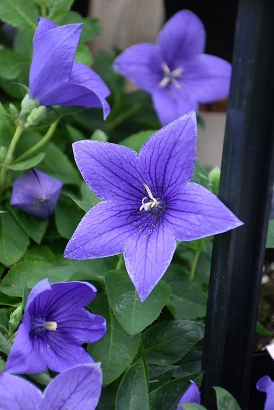 Balloon Flower Pop Star (Platycodon) - Ladybird Nursery