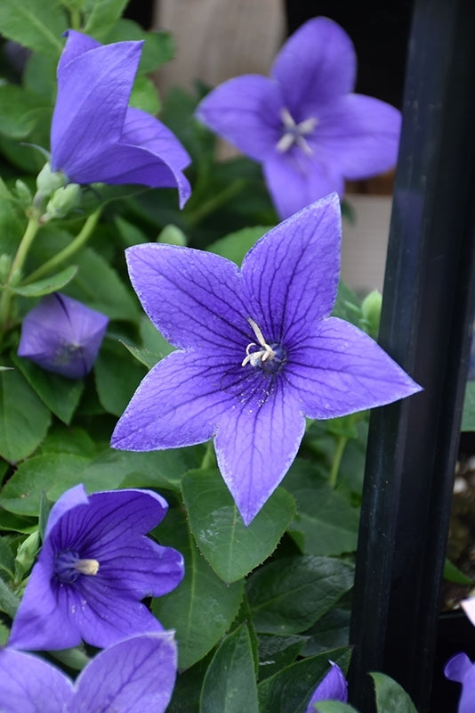 Balloon Flower Pop Star (Platycodon)