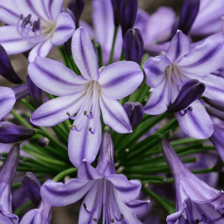 Agapanthus hybrid Buccaneer™ - Ladybird Nursery