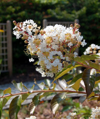 Crepe Myrtle 'Natchez' (Lagerstroemia) - Advanced (PICK UP ONLY) - Ladybird Nursery