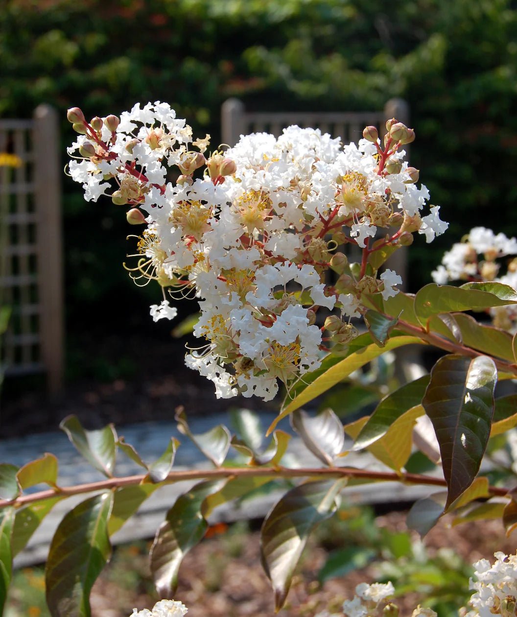 Crepe Myrtle 'Natchez' (Lagerstroemia) - Advanced (PICK UP ONLY) - Ladybird Nursery