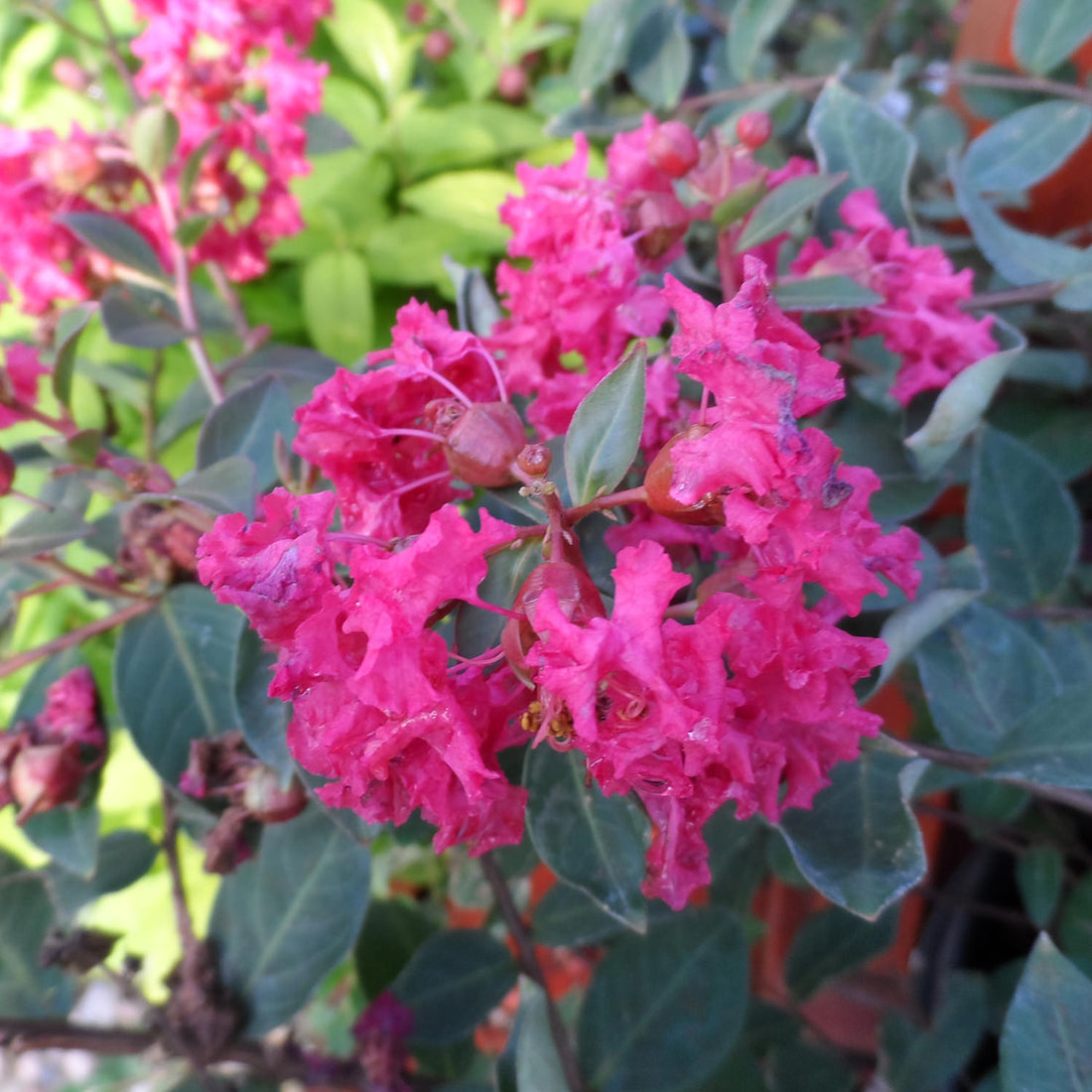 Crepe Myrtle Infinitini Magenta (Lagerstroemia) - Ladybird Nursery