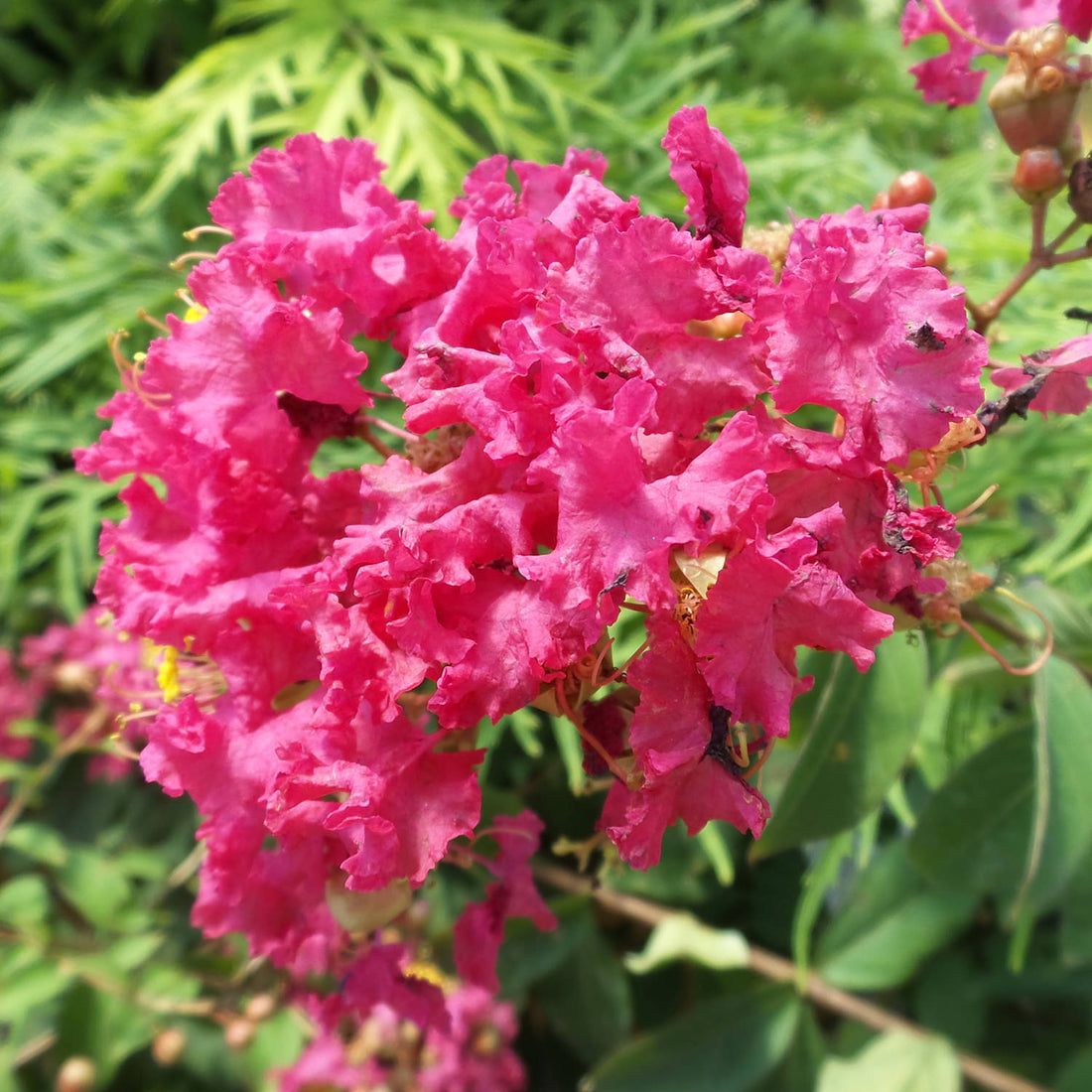 Crepe Myrtle Infinitini Watermelon (Lagerstroemia) - Ladybird Nursery