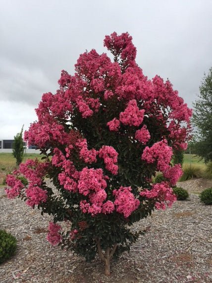Crepe Myrtle Bush Form x fauriei Sioux (Lagerstroemia indica) - Ladybird Nursery