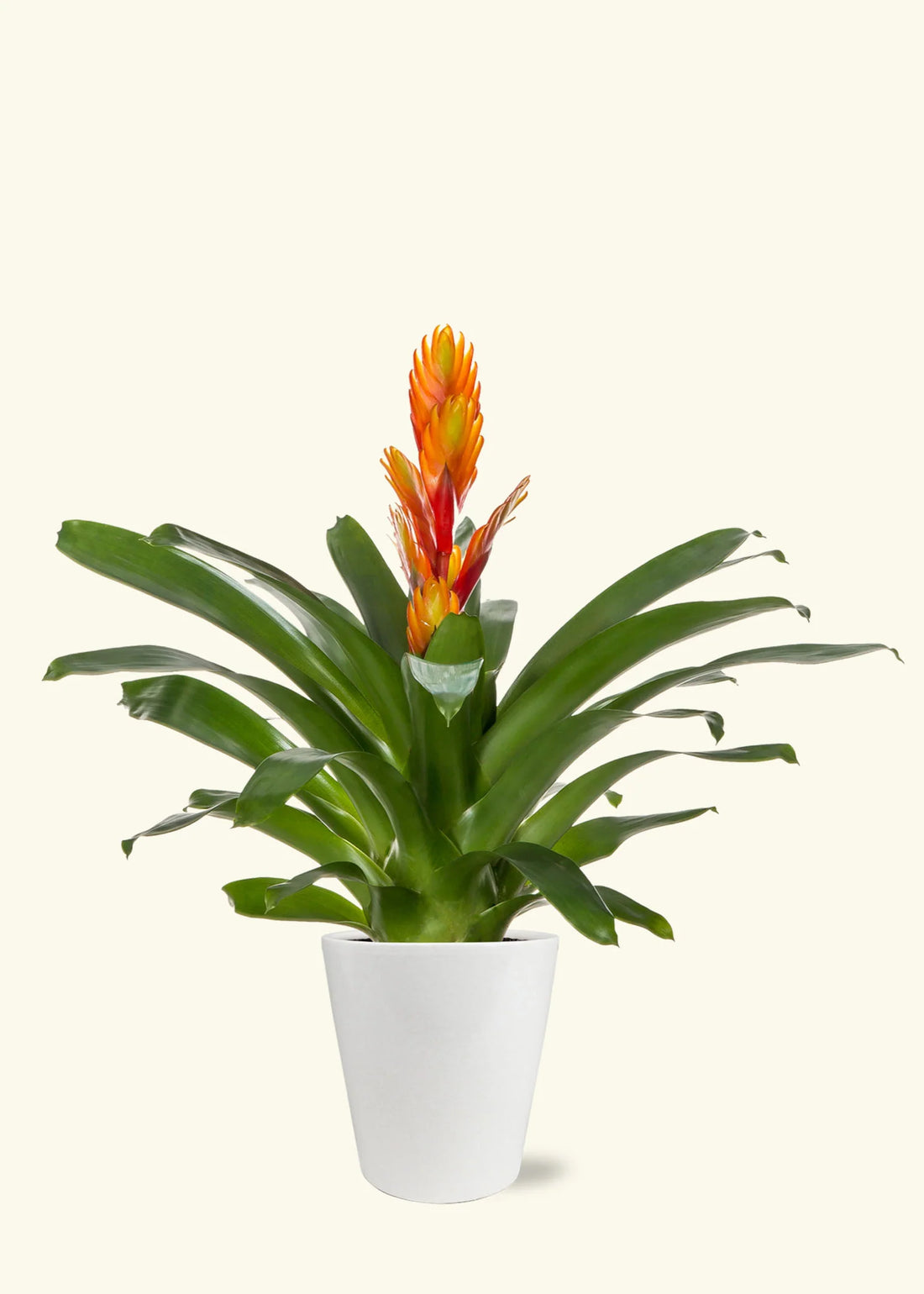 Bromeliad (Vriesea Assorted) - Ladybird Nursery