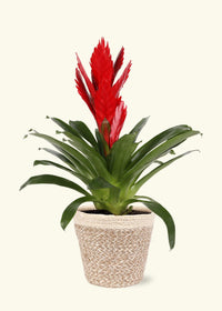 Bromeliad (Vriesea Assorted) - Ladybird Nursery