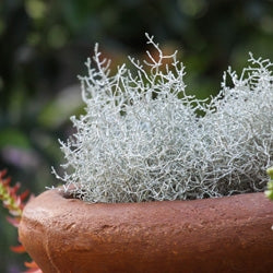 Cushion Bush (Leucophyta brownii)