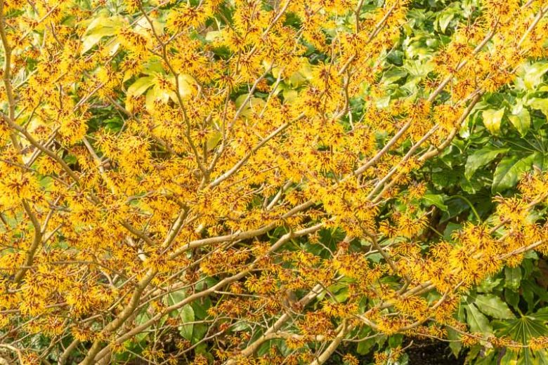 Witch Hazel intermedia Arnold Promise (Hamamelis x)