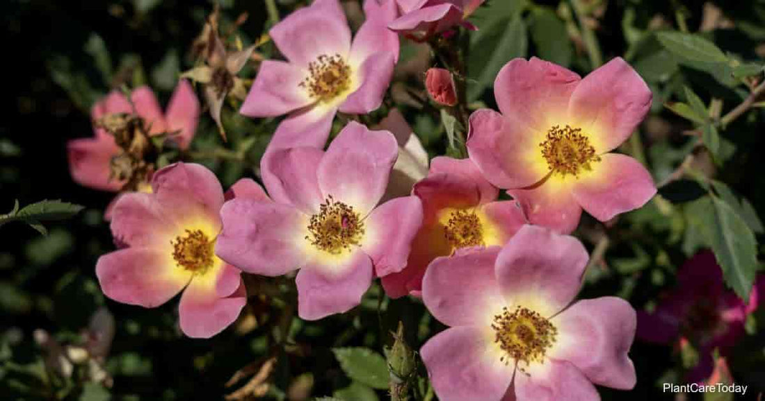 Rose RADYOD Blushing Knockout® (Rosa) - Ladybird Nursery