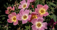 Rose RADYOD Blushing Knockout® (Rosa)