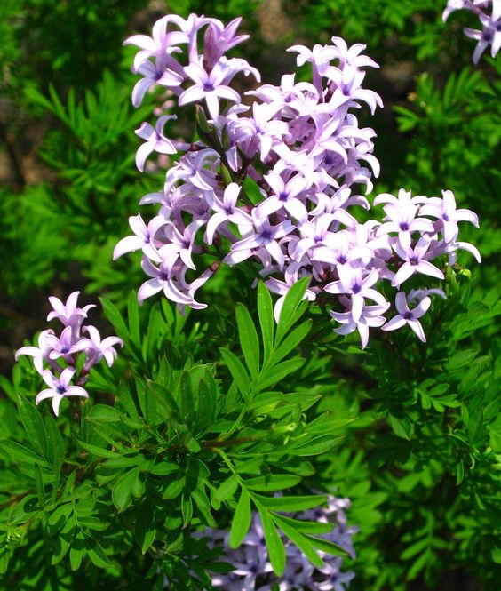 Afghan Lilac Kabul (Syringa protolaciniata) - Ladybird Nursery