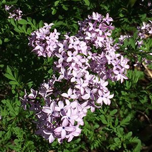 Afghan Lilac Kabul (Syringa protolaciniata) - Ladybird Nursery