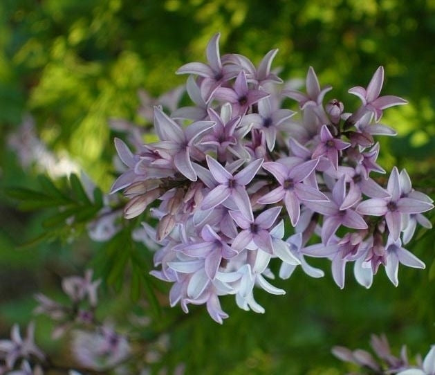 Afghan Lilac Kabul (Syringa protolaciniata)