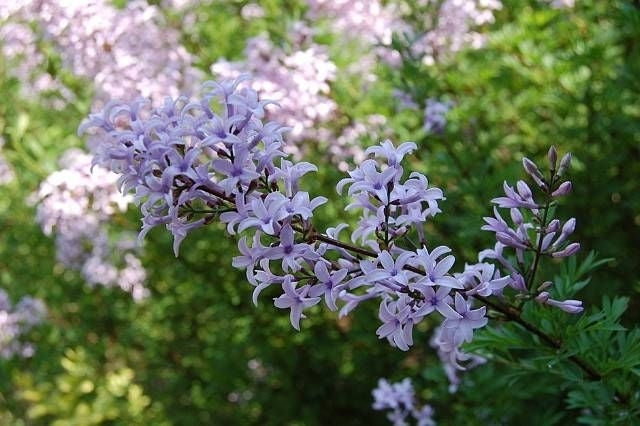 Afghan Lilac Kabul (Syringa protolaciniata)
