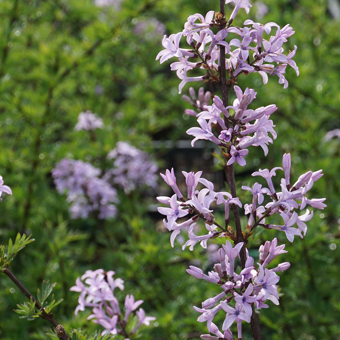 Afghan Lilac Kabul (Syringa protolaciniata)