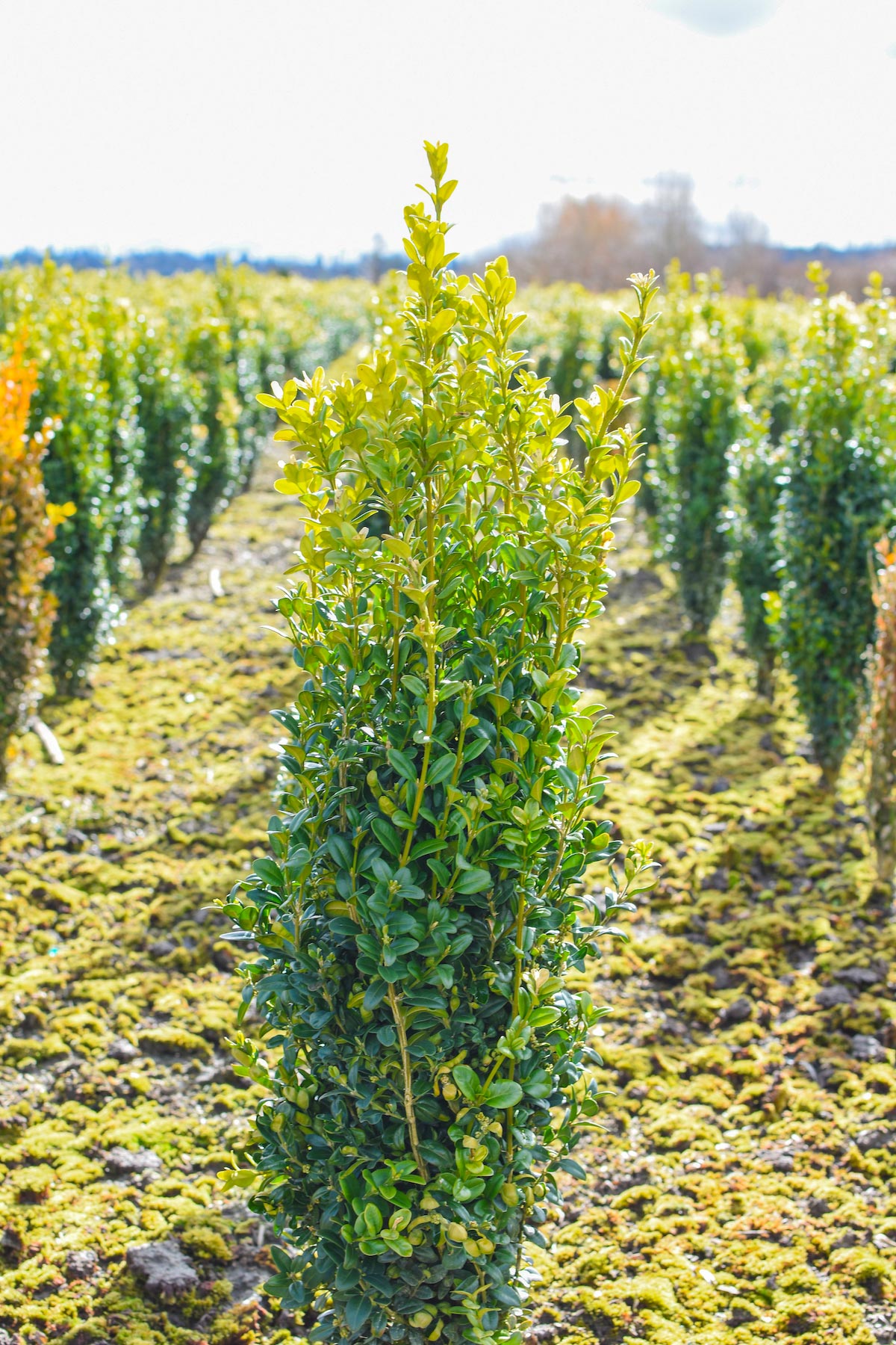 Common Box Emerald Pillar / Graham Blandy (Buxus sempervirens)