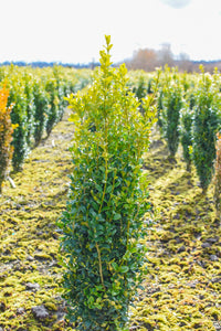 Common Box Emerald Pillar / Graham Blandy (Buxus sempervirens)