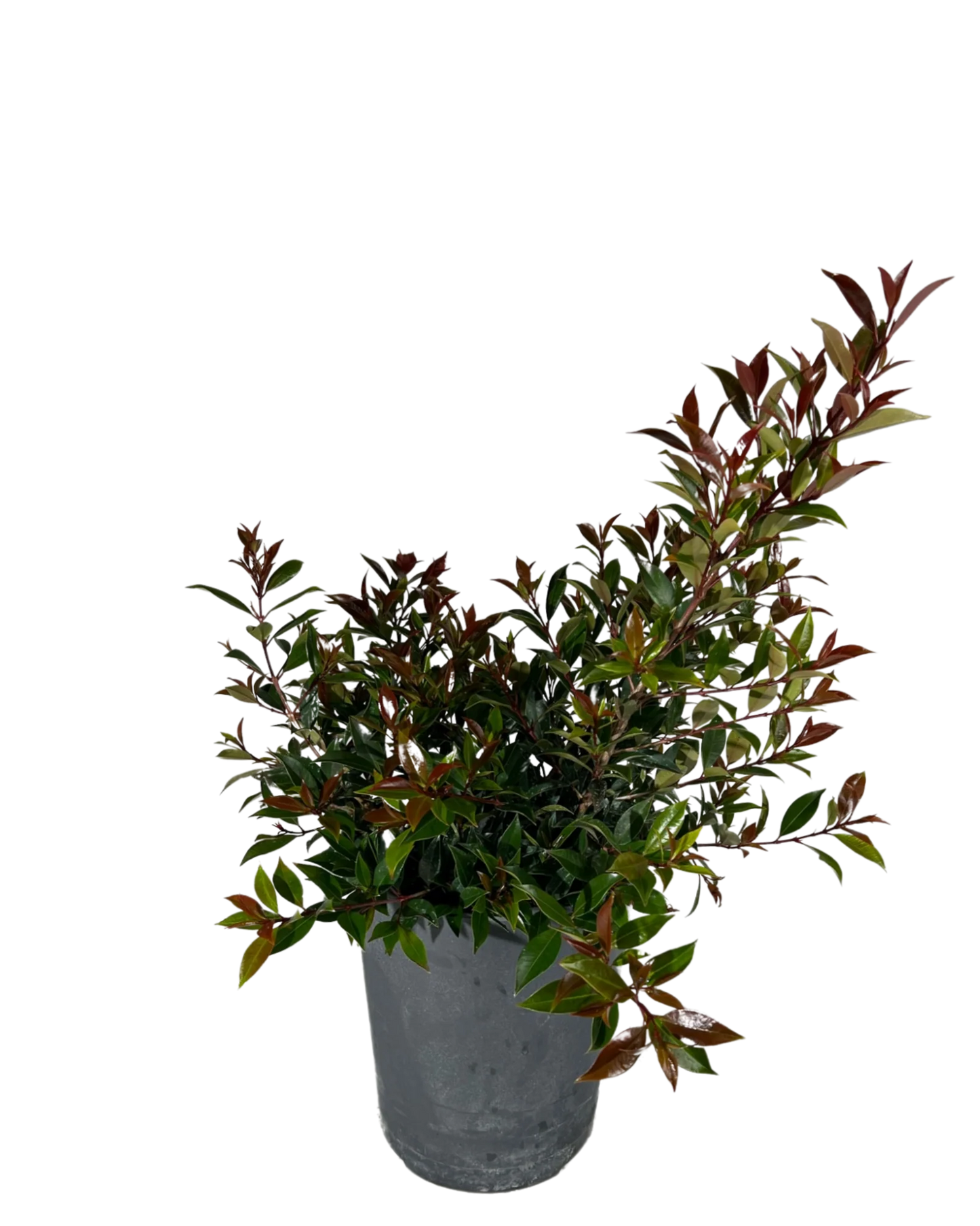 Lilly Pilly (Syzygium australe)