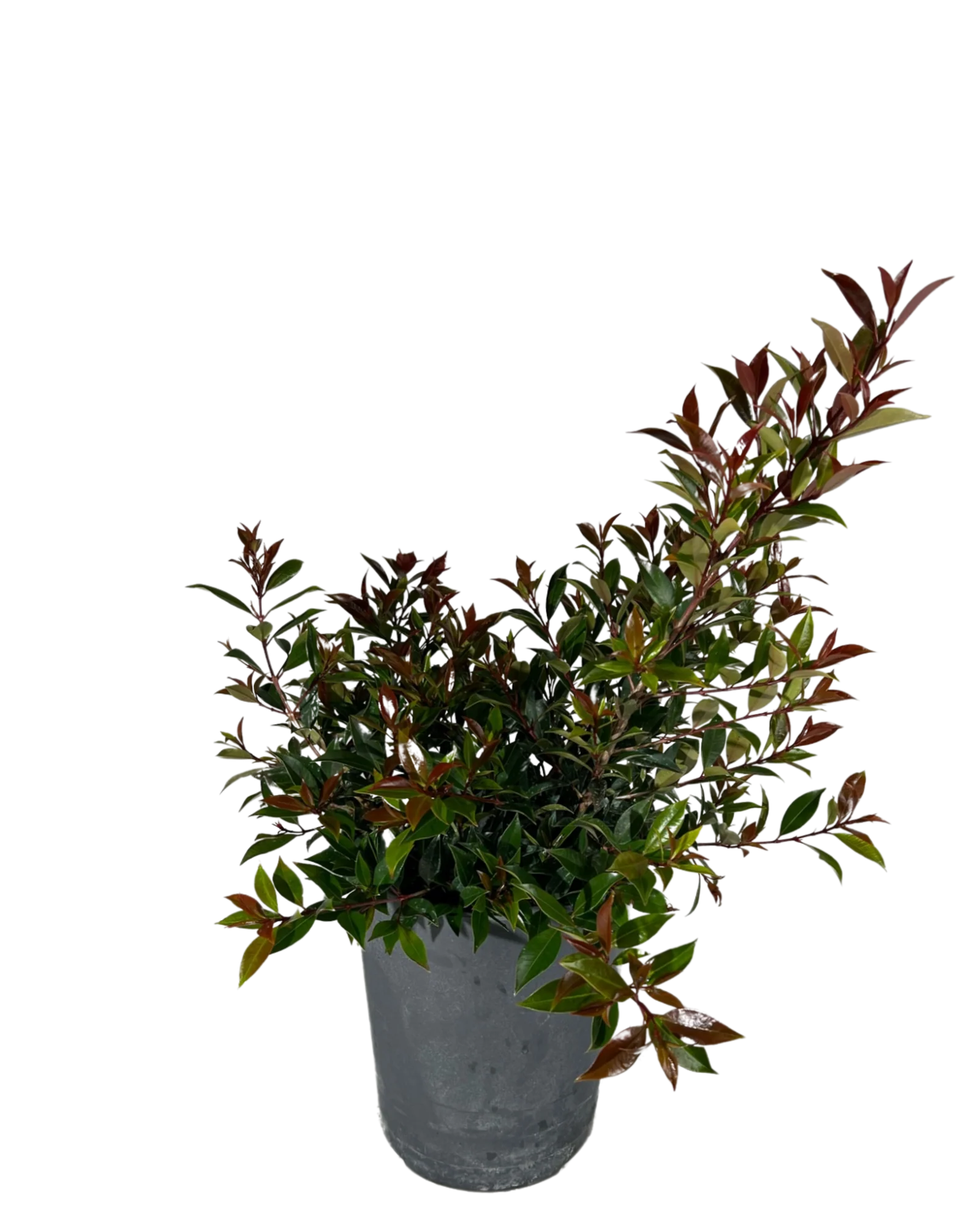 Lilly Pilly (Syzygium australe)