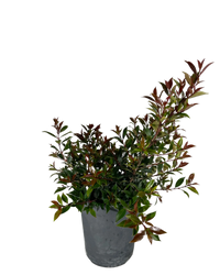 Lilly Pilly (Syzygium australe)