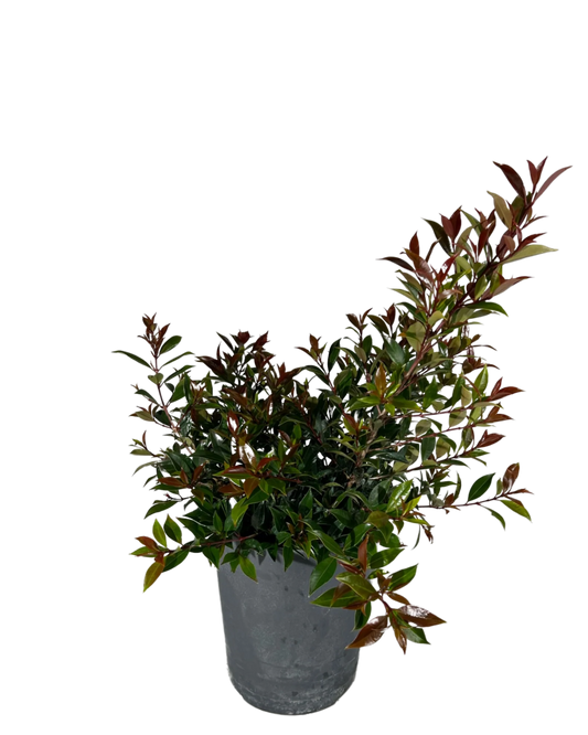 Lilly Pilly (Syzygium australe)