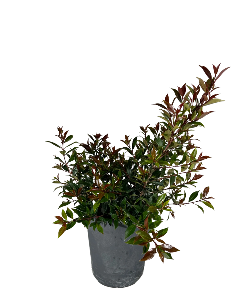 Lilly Pilly (Syzygium australe)