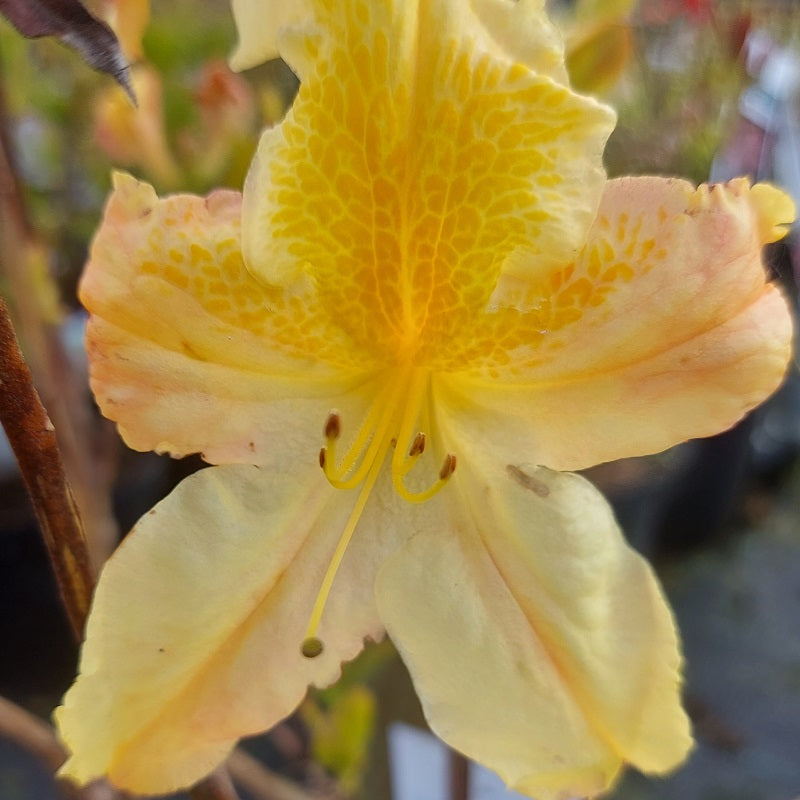 Azalea Mollis Luteum