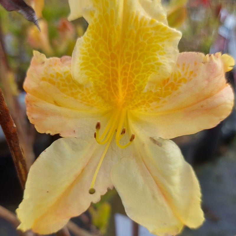 Azalea Mollis Luteum - Ladybird Nursery