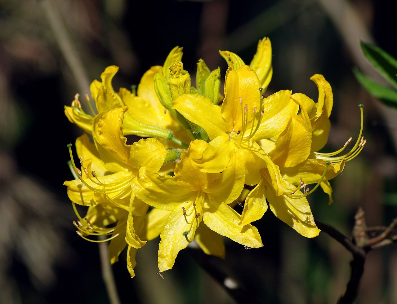 Azalea Mollis Luteum - Ladybird Nursery