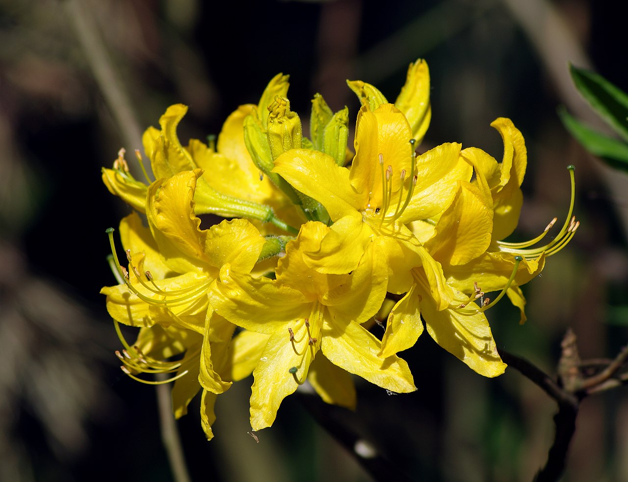 Azalea Mollis Luteum