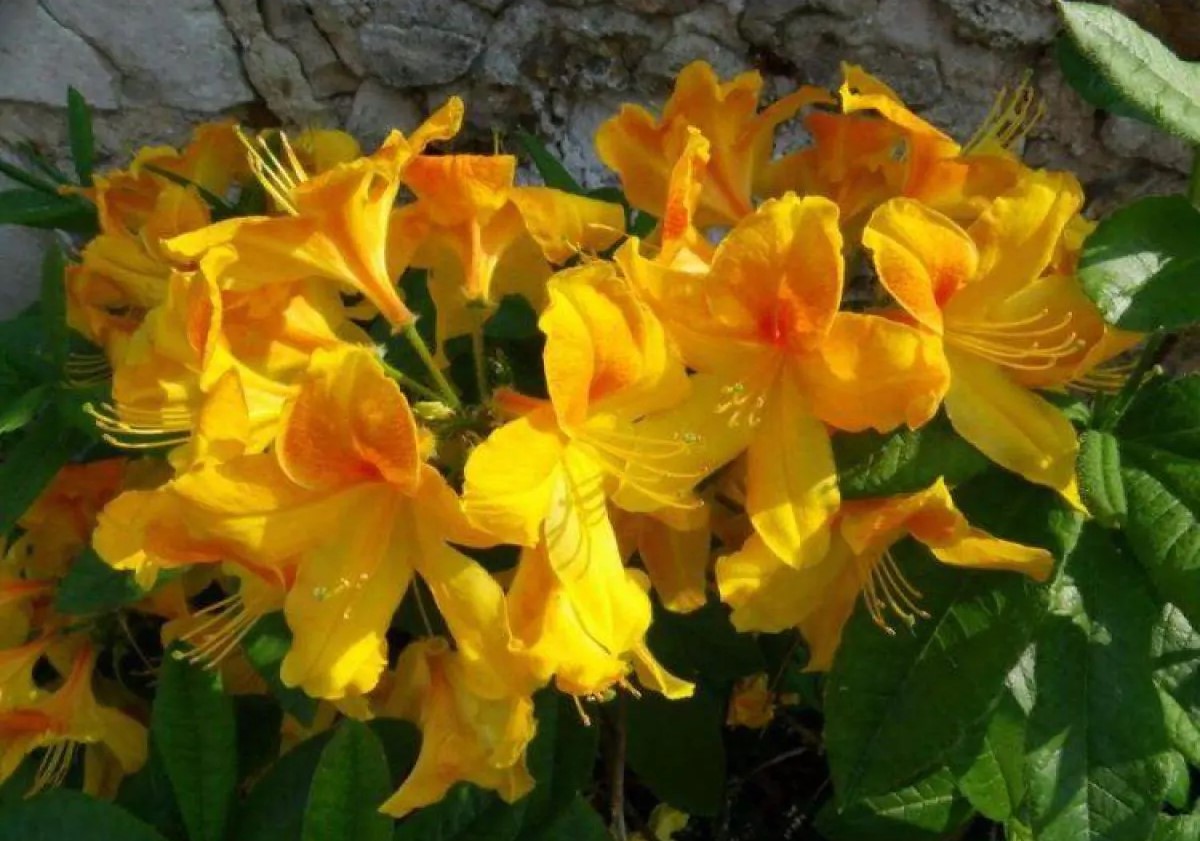 Azalea Mollis Luteum
