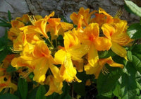 Azalea Mollis Luteum