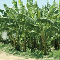 Lady Finger Banana (QLD Only) - Ladybird Nursery
