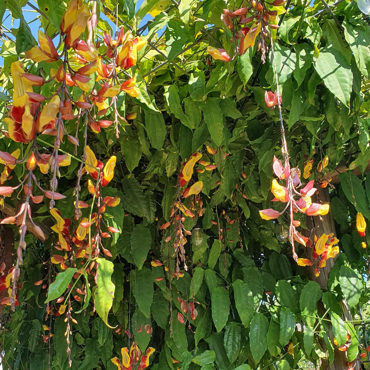 Lady Slipper Vine (Thunbergia mysorensis) - Large - Ladybird Nursery