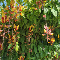 Lady Slipper Vine (Thunbergia mysorensis) - Large - Ladybird Nursery