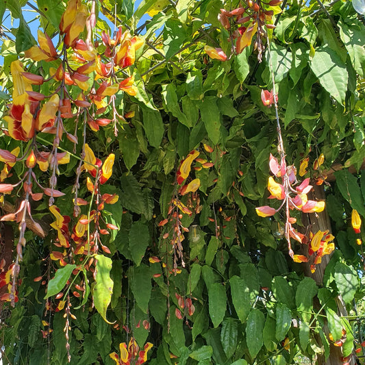 Lady Slipper Vine (Thunbergia mysorensis) - Large - Ladybird Nursery
