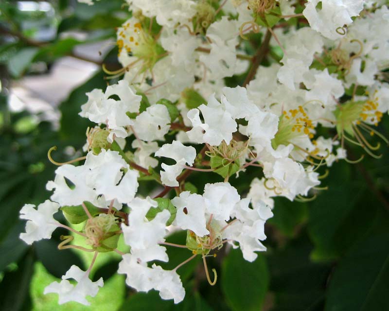 Crepe Myrtle Bush Form x fauriei Acoma (Lagerstroemia indica) - Ladybird Nursery