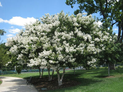 Crepe Myrtle Acoma (Lagerstroemia)